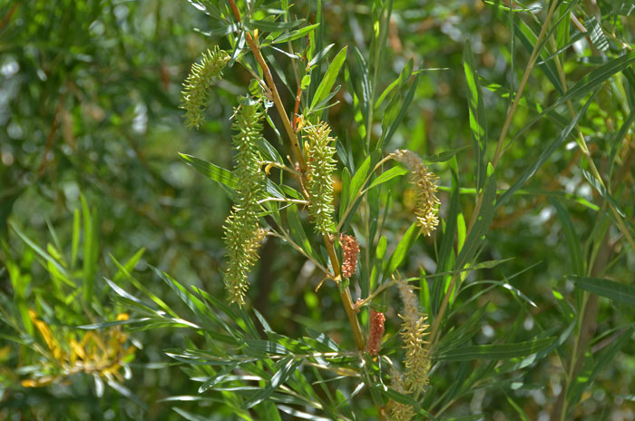 Narrowleaf Willow develops both male and female flowers (catkins) in early spring before or with new spring leaf growth. Salix exigua